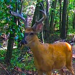 Photo #9 of Off Handy Mountain Dr, Stuart, VA 47.0 acres