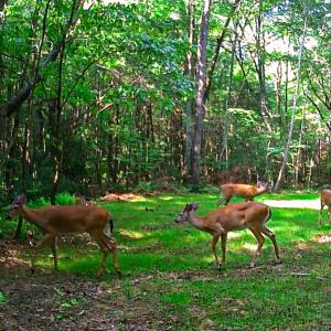 Photo #21 of Off Handy Mountain Dr, Stuart, VA 47.0 acres