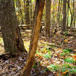 Photo #23 of Off Handy Mountain Dr, Stuart, VA 47.0 acres