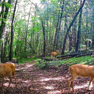 Photo #24 of Off Handy Mountain Dr, Stuart, VA 47.0 acres