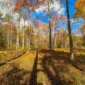 Photo #33 of Off Handy Mountain Dr, Stuart, VA 47.0 acres