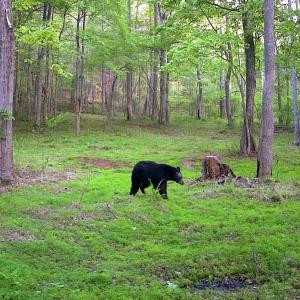 Photo #37 of Off Handy Mountain Dr, Stuart, VA 47.0 acres