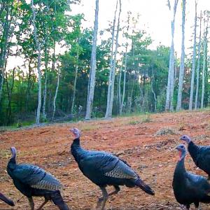 Photo #39 of Off Handy Mountain Dr, Stuart, VA 47.0 acres