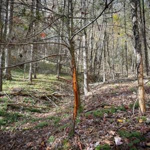 Photo #44 of Off Handy Mountain Dr, Stuart, VA 47.0 acres