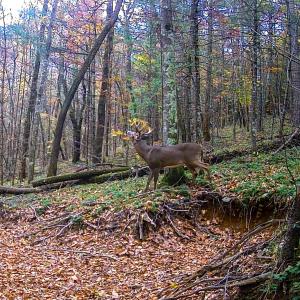 Photo #45 of Off Handy Mountain Dr, Stuart, VA 47.0 acres