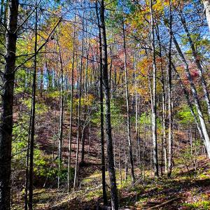 Photo #46 of Off Handy Mountain Dr, Stuart, VA 47.0 acres