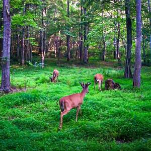 Photo #49 of Off Handy Mountain Dr, Stuart, VA 47.0 acres