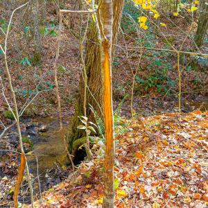 Photo #56 of Off Handy Mountain Dr, Stuart, VA 47.0 acres