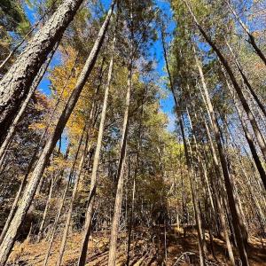 Photo #2 of Off Acres Hills Dr, Dewitt, VA 15.0 acres