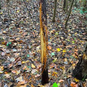 Photo #4 of Off Acres Hills Dr, Dewitt, VA 15.0 acres