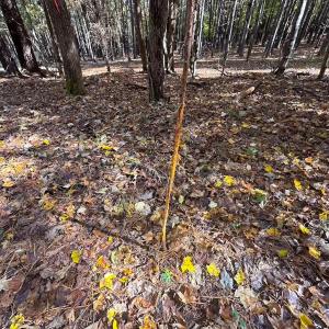 Photo #12 of Off Acres Hills Dr, Dewitt, VA 15.0 acres