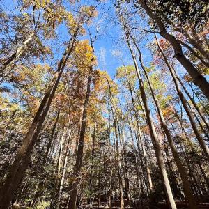 Photo #20 of Off Acres Hills Dr, Dewitt, VA 15.0 acres