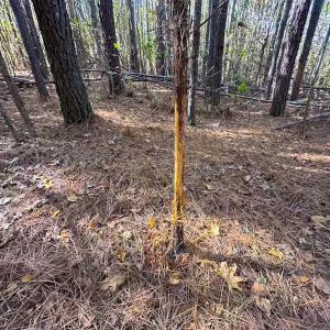 Photo #36 of Off Acres Hills Dr, Dewitt, VA 15.0 acres