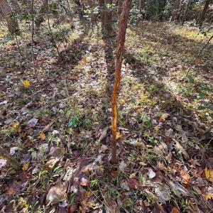 Photo #42 of Off Acres Hills Dr, Dewitt, VA 15.0 acres