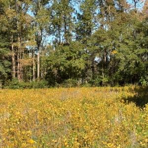 Photo #13 of Off Martin Luther King Jr Drive, Lumberton, NC 38.5 acres