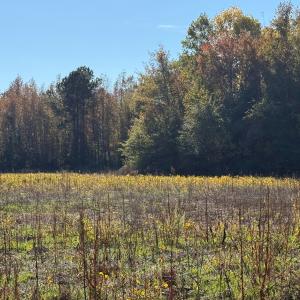 Photo #14 of Off Martin Luther King Jr Drive, Lumberton, NC 38.5 acres