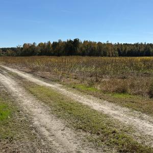 Photo #15 of Off Martin Luther King Jr Drive, Lumberton, NC 38.5 acres