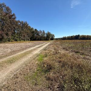 Photo #3 of Off Martin Luther King Jr Drive, Lumberton, NC 38.5 acres
