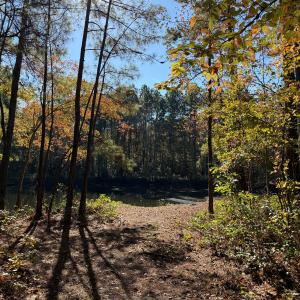Photo #11 of Off W. Powersville Rd, Lumberton, NC 49.0 acres