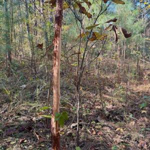 Photo #12 of Off Slatesville Road, Keeling, VA 40.0 acres