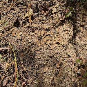 Photo #21 of Off Slatesville Road, Keeling, VA 40.0 acres