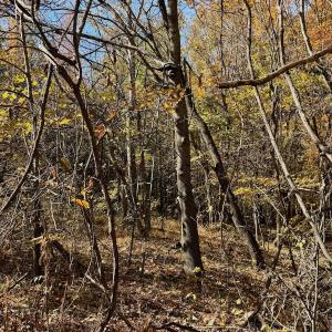 Photo #22 of Off Slatesville Road, Keeling, VA 40.0 acres