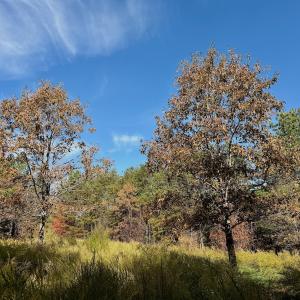 Photo #64 of Off Slatesville Road, Keeling, VA 40.0 acres