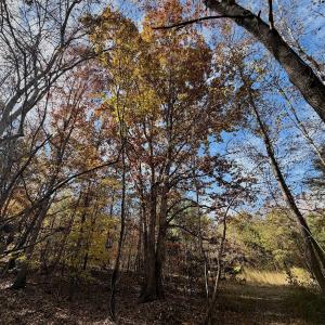 Photo #69 of Off Slatesville Road, Keeling, VA 40.0 acres