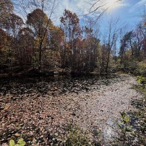 Photo #74 of Off Slatesville Road, Keeling, VA 40.0 acres