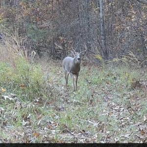 Photo #86 of Off Slatesville Road, Keeling, VA 40.0 acres