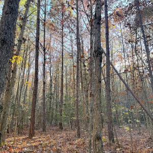Photo #15 of Off Camp Ground Rd., Emporia, VA 15.0 acres