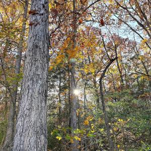 Photo #16 of Off Camp Ground Rd., Emporia, VA 15.0 acres