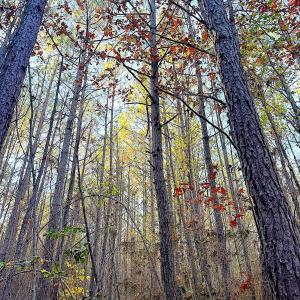 Photo #19 of Off Camp Ground Rd., Emporia, VA 15.0 acres