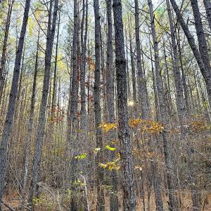Photo #20 of Off Camp Ground Rd., Emporia, VA 15.0 acres