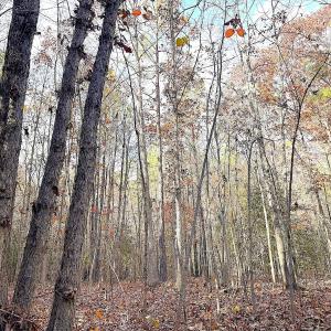 Photo #22 of Off Camp Ground Rd., Emporia, VA 15.0 acres