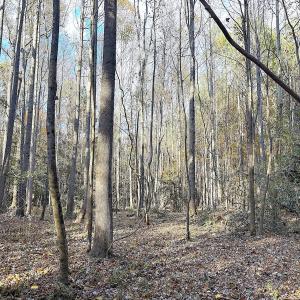 Photo #3 of Off Camp Ground Rd., Emporia, VA 15.0 acres