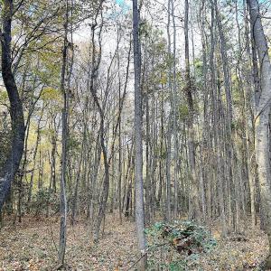 Photo #24 of Off Camp Ground Rd., Emporia, VA 15.0 acres