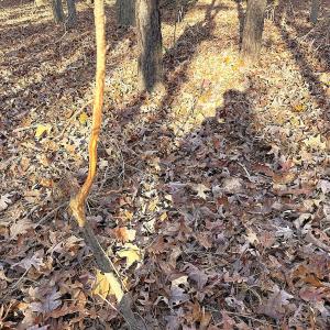 Photo #25 of Off Camp Ground Rd., Emporia, VA 15.0 acres