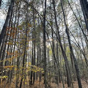 Photo #7 of Off Camp Ground Rd., Emporia, VA 15.0 acres