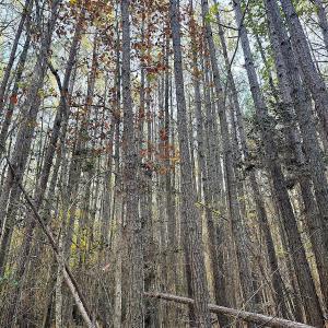 Photo #9 of Off Camp Ground Rd., Emporia, VA 15.0 acres