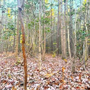Photo #12 of Off Camp Ground Rd., Emporia, VA 15.0 acres