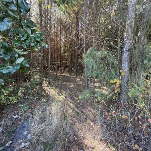 Photo #39 of Off E Pleasant Hill Rd, Pink Hill, NC 81.0 acres