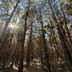 Photo #40 of Off E Pleasant Hill Rd, Pink Hill, NC 81.0 acres