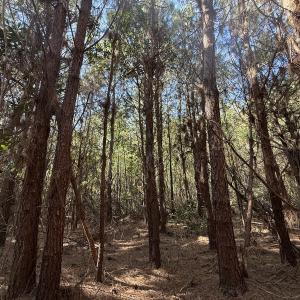 Photo #41 of Off E Pleasant Hill Rd, Pink Hill, NC 81.0 acres