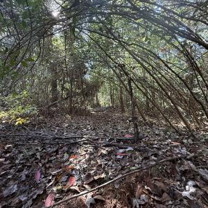 Photo #43 of Off E Pleasant Hill Rd, Pink Hill, NC 81.0 acres