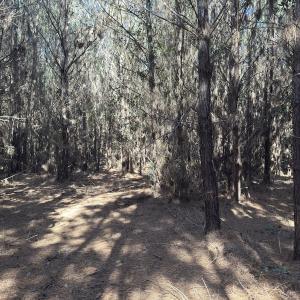 Photo #44 of Off E Pleasant Hill Rd, Pink Hill, NC 81.0 acres