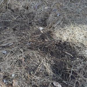 Photo #45 of Off E Pleasant Hill Rd, Pink Hill, NC 81.0 acres