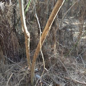 Photo #46 of Off E Pleasant Hill Rd, Pink Hill, NC 81.0 acres