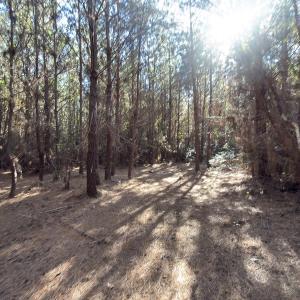 Photo #47 of Off E Pleasant Hill Rd, Pink Hill, NC 81.0 acres