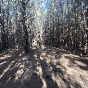 Photo #48 of Off E Pleasant Hill Rd, Pink Hill, NC 81.0 acres